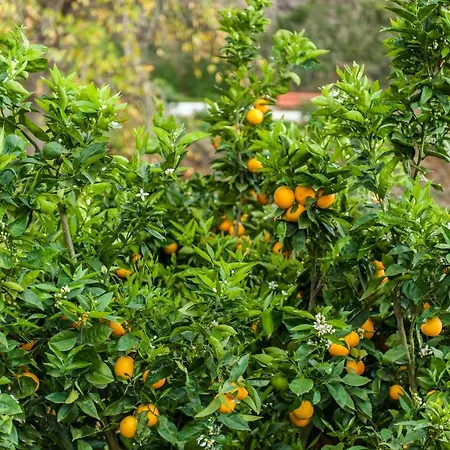 Castanos - Panoramic View *