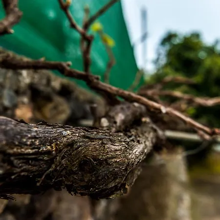 Vila Castanos - Panoramic View